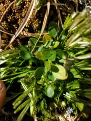 Cardamine bellidifolia