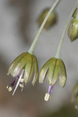 Allium albotunicatum
