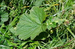 Geum pyrenaicum