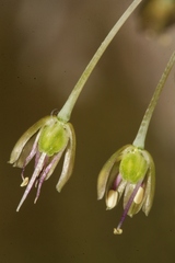 Allium albotunicatum