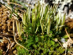 Cardamine bellidifolia