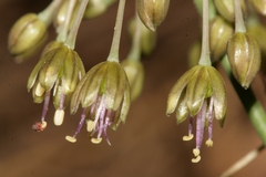 Allium albotunicatum