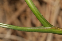 Allium albotunicatum