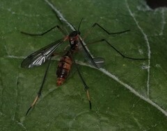 Ptychoptera albimana