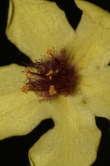 Verbascum berytheum