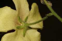 Verbascum berytheum