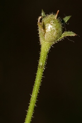 Verbascum berytheum