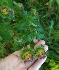 Arctium lappa
