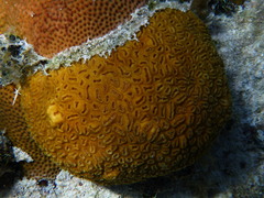 Dichocoenia stokesii