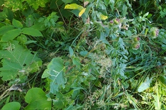 Arctium lappa