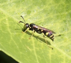 Ammatomus