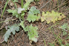Verbascum berytheum