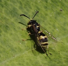 Ammatomus