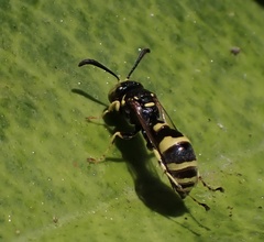 Ammatomus