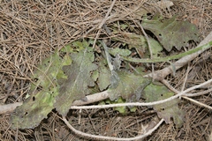 Verbascum berytheum