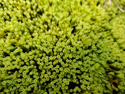 Tufted Fen-moss