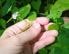 Mentha arvensis