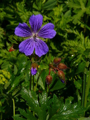 Geranium gymnocaulon