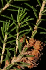 Erica manipuliflora