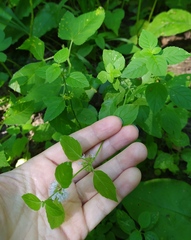 Mentha arvensis