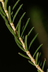 Erica manipuliflora