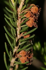 Erica manipuliflora