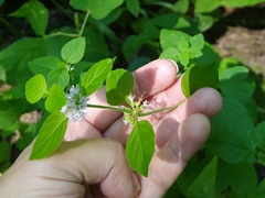 Mentha arvensis