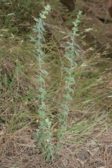 Lotus hirsutus