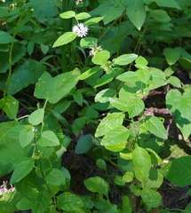 Mentha arvensis