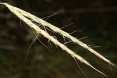 Andropogon distachyos