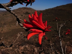 Erythrina lysistemon