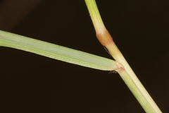 Andropogon distachyos