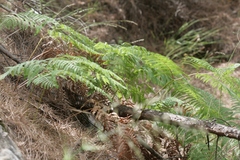 Pteridium aquilinum