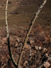 Erythrina lysistemon