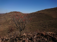 Erythrina lysistemon