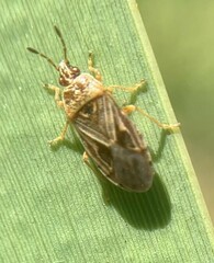 Chilacis typhae