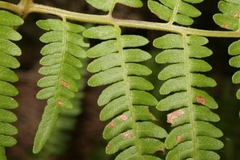 Pteridium aquilinum