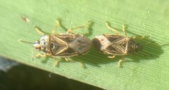 Chilacis typhae