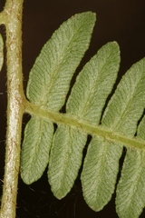 Pteridium aquilinum