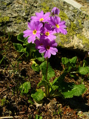 Primula auriculata