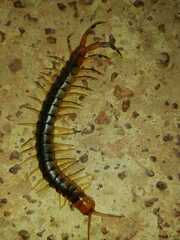Scolopendra angulata