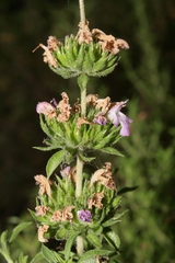 Satureja thymbra