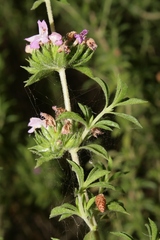 Satureja thymbra