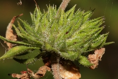 Satureja thymbra