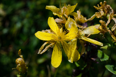 Hypericum richeri burseri
