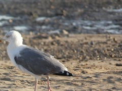 Larus argentatus