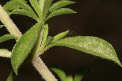 Satureja thymbra