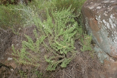 Satureja thymbra