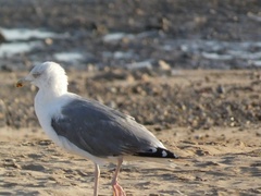 Larus argentatus