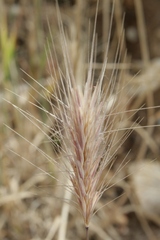 Hordeum murinum leporinum
